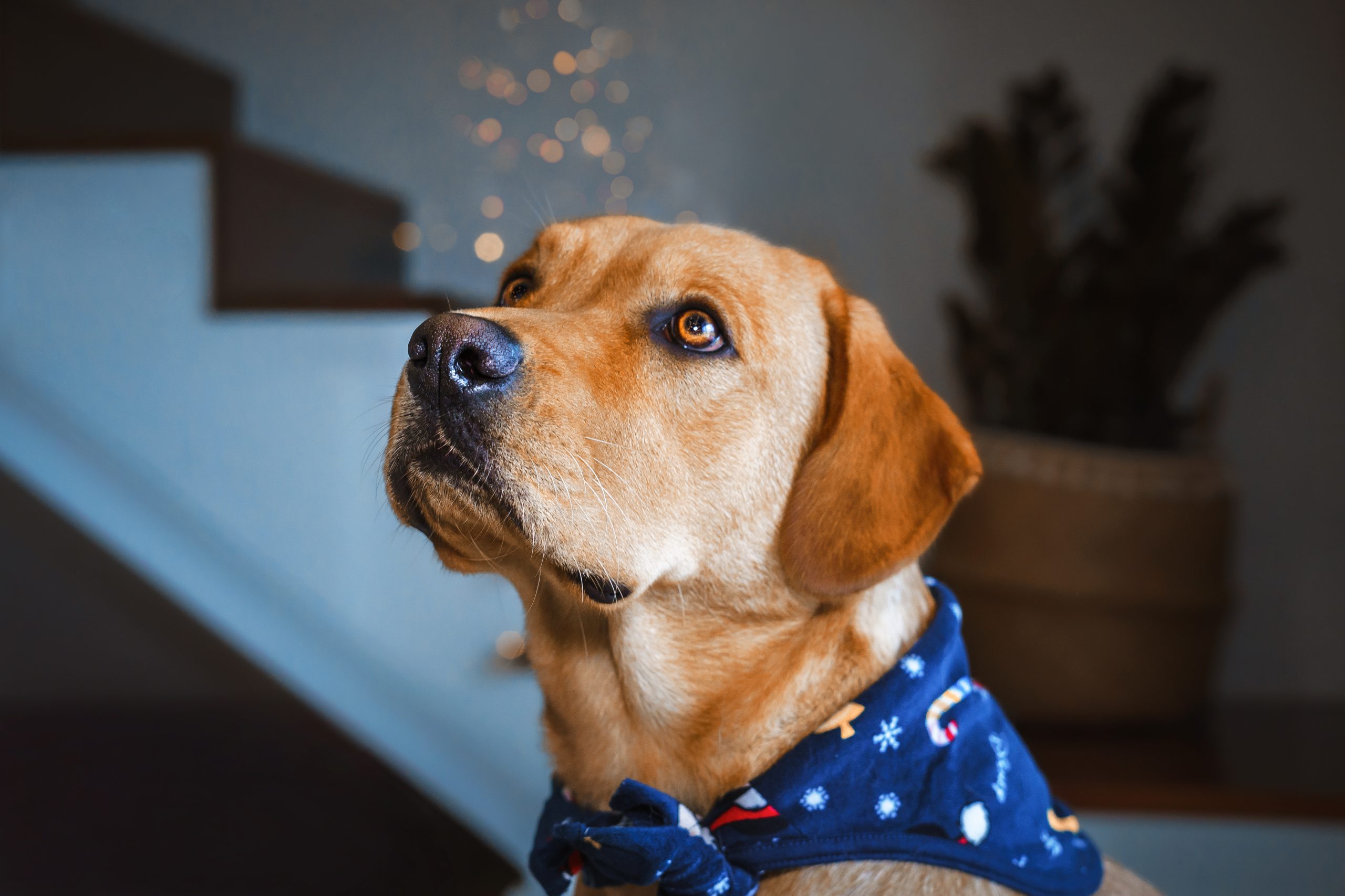 sessãonatal_Cat,João,Tequi_I00489