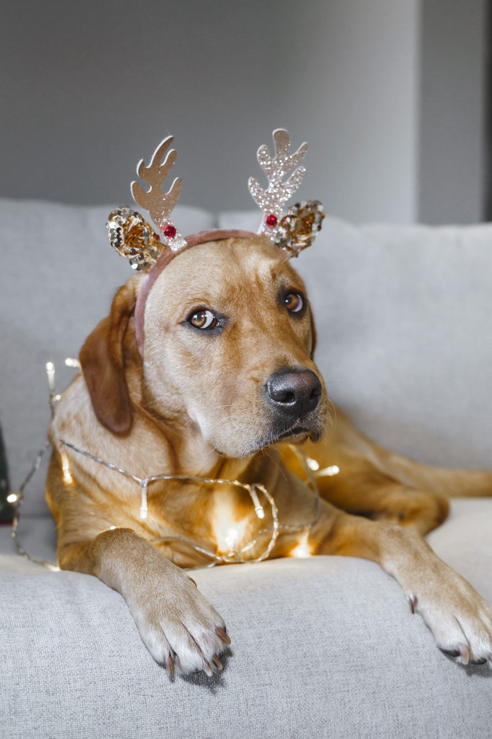 sessãonatal_Cat,João,Tequi_R_I00764